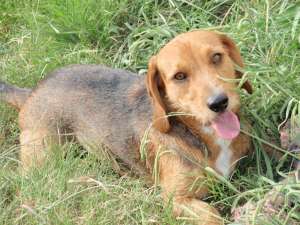 MASCUL TECKEL CU BEAGLE SUPERB