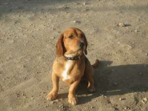 MASCUL TECKEL CU BEAGLE SUPERB