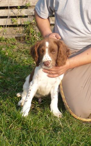 vand catei English Springer Spaniel