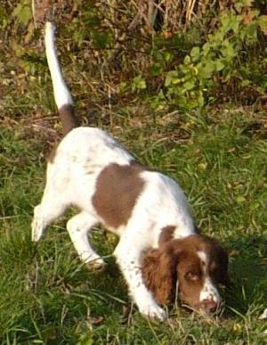 vand catei English Springer Spaniel
