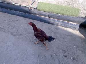 gaini