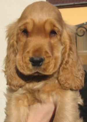 Vand pui Cocker auriu cu pedigree