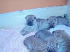 vand shar_pei