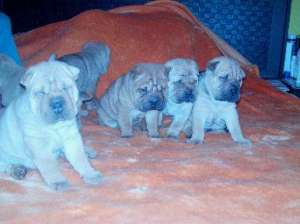 vand shar_pei