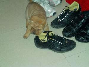 vand shar_pei