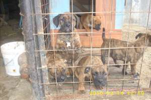 vand catei rasa amstaff