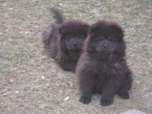 URGENT!!!!!!!600RON PUI SUPERBI CHOW CHOW