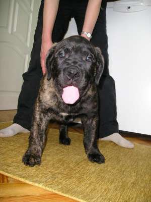 Vad Dogo Canario