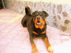 caut femela rottweiler monta