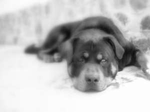 caut femela rottweiler monta