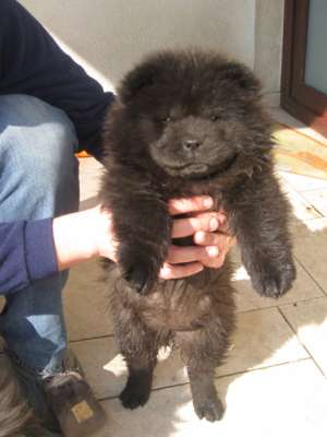 Pui chow chow superbi negri albastrui