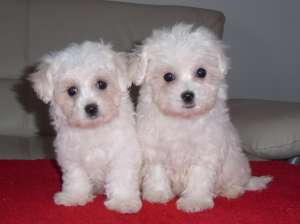 de vanzare BICHON MALTESE si BICHON BOLOGNESE,  VAND CATEI BICHON