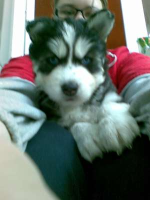 pui husky deosebit