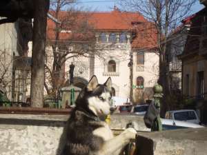 pui husky deosebit