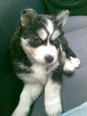 pui husky deosebit