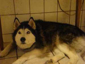 Gasit caine Husky