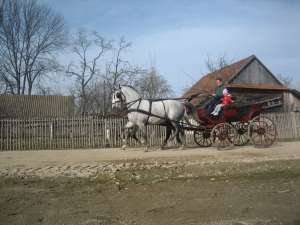 vand lipicani