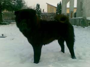 Donez Chow Chow