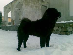 Donez Chow Chow