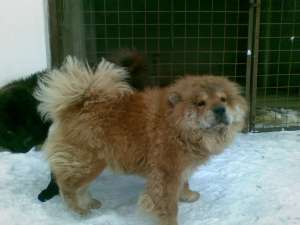 Donez Chow Chow