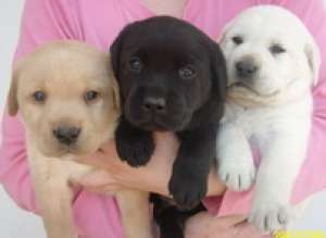 labrador retriever