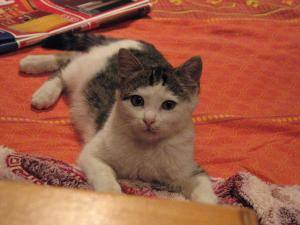 Adoptie