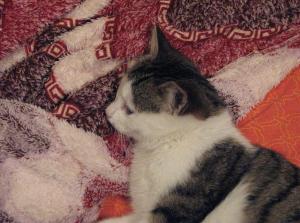 Adoptie