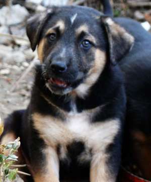 Catelusi spre adoptie