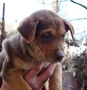 Catelusi spre adoptie