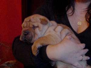 vand shar-pei