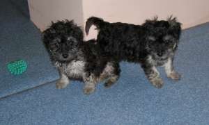 vand pui  bichon 2 luni fetite
