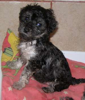 vand pui  bichon 2 luni fetite