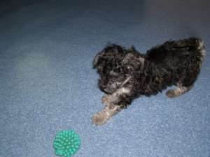 vand pui  bichon 2 luni fetite