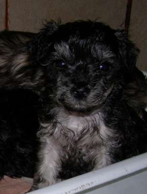 vand pui  bichon 2 luni fetite