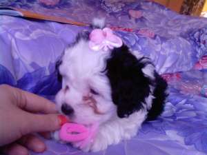 Vand ieftin pui bichon