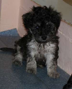 vand  bichon 2 luni fetite