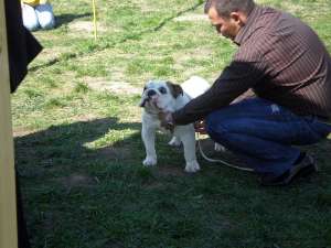 English bulldog  show dog
