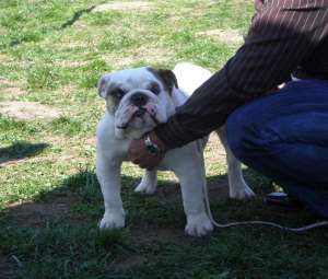 English bulldog  show dog