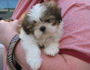 vand pui shih-tzu