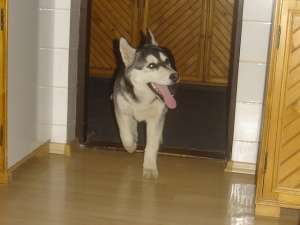Vand husky siberian (femela)
