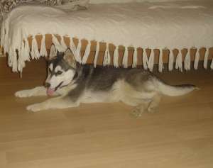 Vand husky siberian (femela)