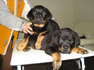 Pui Rottwaeiler ce indeplinesc conditii de expozitii