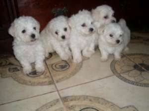 Bolognese Bichon 220 euro