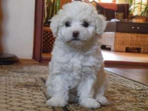 Bolognese Bichon 220 euro