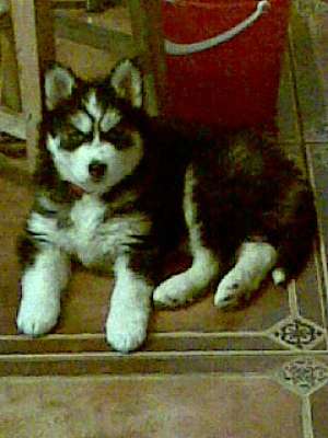 pui de husky pentru pretentiosi