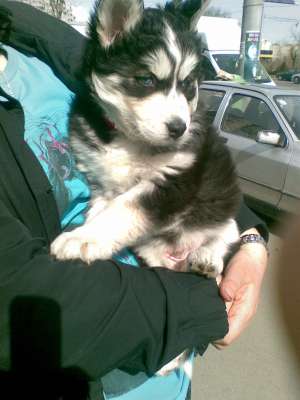 pui de husky pentru pretentiosi