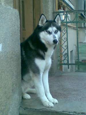 pui de husky pentru pretentiosi