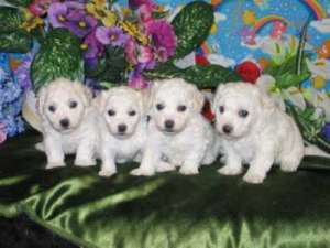 bichon frize albi