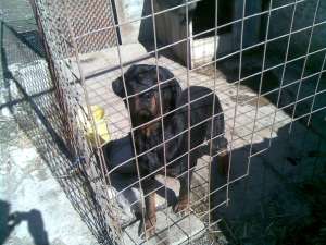 vind catea rottweiler