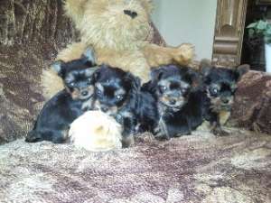 Super Oferta De Paste!!! Yorkshire Terrier Extra Mini Toy